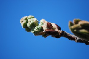Close-up of a bud before solid blue background.